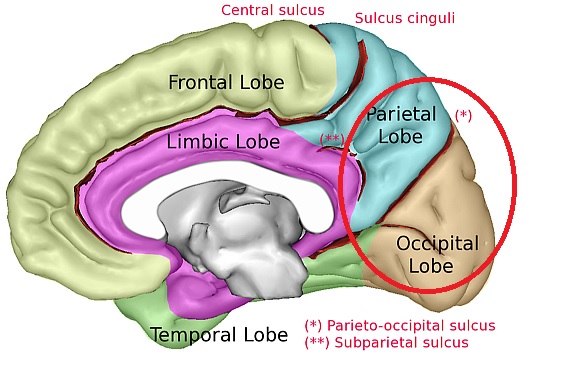 brain_parieto_occipital_regions